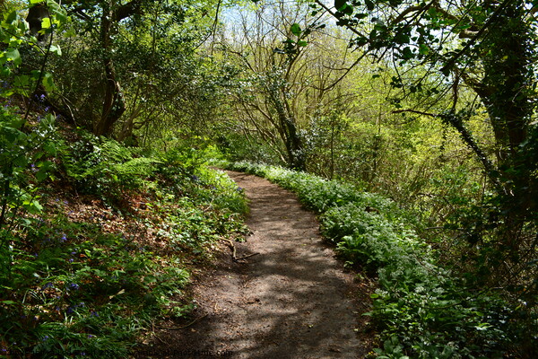 Wild Garlic lined path  Picture Board by Lee Sulsh