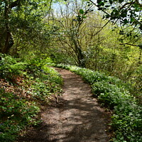 Buy canvas prints of Wild Garlic lined path  by Lee Sulsh