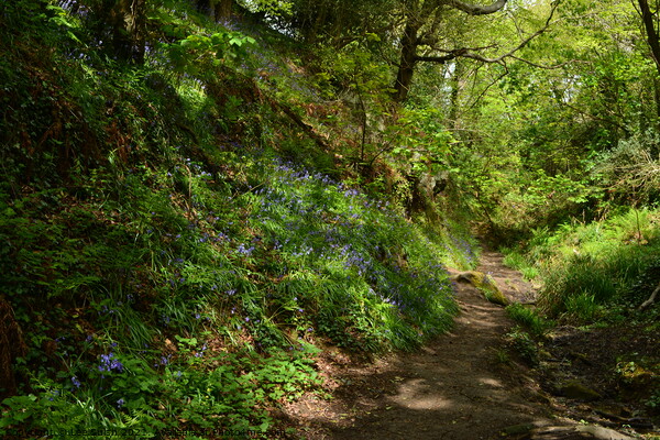 Bluebell wood in Hastings Picture Board by Lee Sulsh