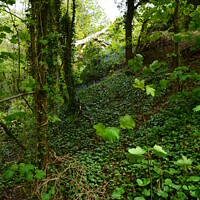 Buy canvas prints of Hastings woodland by Lee Sulsh