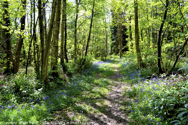 Bluebell wood Picture Board by Lee Sulsh