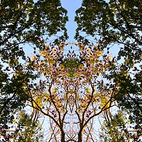 Buy canvas prints of Alexandra Park Trees in the Golden Light by Lee Sulsh