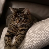 Buy canvas prints of Tabby Cat by Lee Sulsh