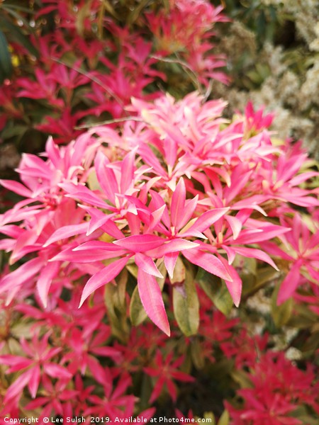 Forest flame - Pieris shrub  Picture Board by Lee Sulsh