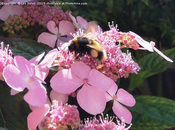 Bumble Bee on flower Picture Board by Lee Sulsh