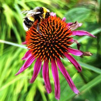 Buy canvas prints of Busy Bee by Lee Sulsh