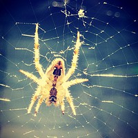 Buy canvas prints of Common spider by Lee Sulsh
