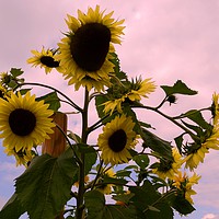 Buy canvas prints of Sunflowers - Not suitable for canvas wrap by Lee Sulsh