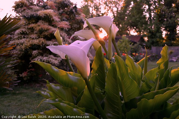 Calla lily at sunset                 Picture Board by Lee Sulsh