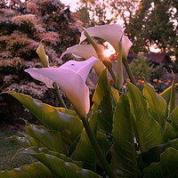 Buy canvas prints of Calla lily at sunset                 by Lee Sulsh