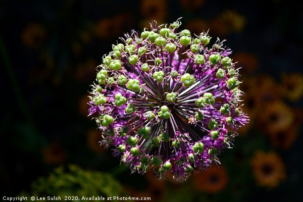 Allium Purple sensation                     Picture Board by Lee Sulsh