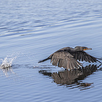Buy canvas prints of Cormorant low flying over Water by Mal Durbin