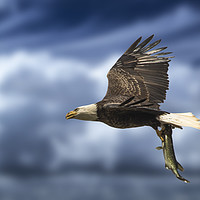 Buy canvas prints of Bald Eagle with a Fish by Mal Durbin