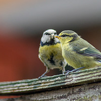 Buy canvas prints of Feeding time by Ieuan Evans
