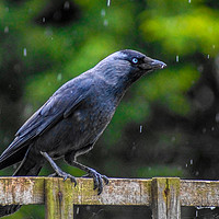 Buy canvas prints of A Jackdaw on a rainy day by Ieuan Evans