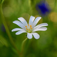 Buy canvas prints of  Stellaria holostea by Ieuan Evans