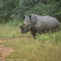 Buy canvas prints of white rhino at the kruger park by Chris Willemsen