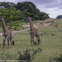Buy canvas prints of giraffe in south africa by Chris Willemsen