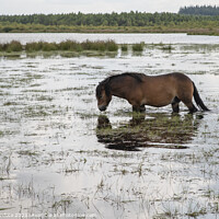 Buy canvas prints of a horse in the water in holland by Chris Willemsen