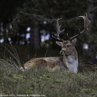 Buy canvas prints of deer in the wild nature in the netherlands by Chris Willemsen