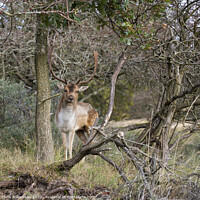 Buy canvas prints of deer in the wild nature in the netherlands by Chris Willemsen