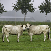Buy canvas prints of two white cows in a field from the breed pimont by Chris Willemsen