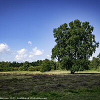 Buy canvas prints of green single tree on the heather fields in graderen Holland by Chris Willemsen