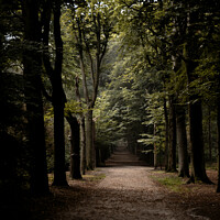 Buy canvas prints of forest lane with trees vertical photo shot by Chris Willemsen