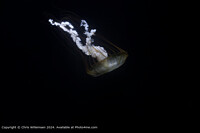 Click to show how this picture will look as a piece of wall art