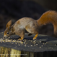 Vibrant Red Squirrel Standing on a Tree Stump in Natural Setting
