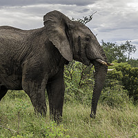 Buy canvas prints of big elephant in kruger park by Chris Willemsen