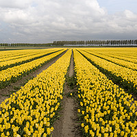 Buy canvas prints of yellow tulips by Chris Willemsen