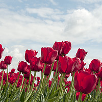 Buy canvas prints of red tulips and blue sky   by Chris Willemsen