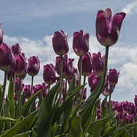 Buy canvas prints of pink tulips by Chris Willemsen