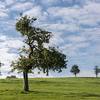 Buy canvas prints of single tree in belgium landscape by Chris Willemsen