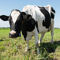 Buy canvas prints of cow looking at camera by Chris Willemsen