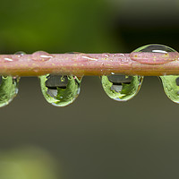 Buy canvas prints of oak leaves catched in waterdrops by Chris Willemsen