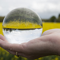 Buy canvas prints of Round glass ball rapeseed field by Chris Willemsen