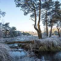 Buy canvas prints of winter landscape with trees and water by Chris Willemsen