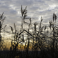 Buy canvas prints of dry wheat plants in sunset by Chris Willemsen
