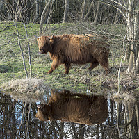 Buy canvas prints of galloway deer with treflection in the water by Chris Willemsen