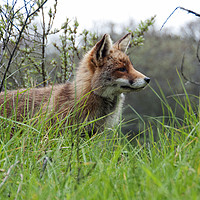 Buy canvas prints of red wild fox  by Chris Willemsen