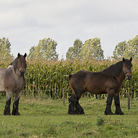 Buy canvas prints of couple of brown horses by Chris Willemsen