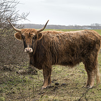 Buy canvas prints of old mammal galloway cow with horns by Chris Willemsen
