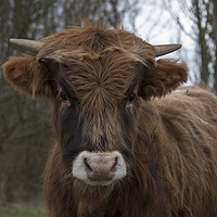 Buy canvas prints of young galloway cow by Chris Willemsen