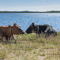 Buy canvas prints of tow cow on the beach in norway by Chris Willemsen