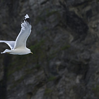 Buy canvas prints of flying seagull with rocks as background by Chris Willemsen