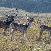 Buy canvas prints of group of fallow deer  by Chris Willemsen
