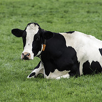 Buy canvas prints of single cow laying down in the grass by Chris Willemsen
