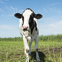 Buy canvas prints of cow looking at camera by Chris Willemsen